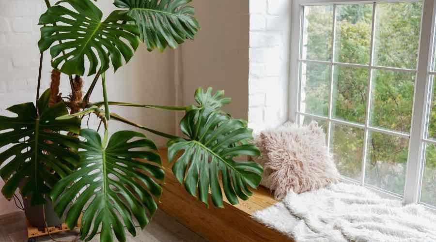 Entretien par Famille de plantes