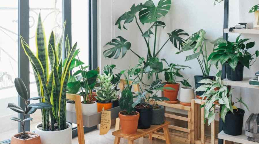 Entretien par Variété de plantes