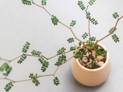 Comment entretenir le Sophora prostrata 'little baby'