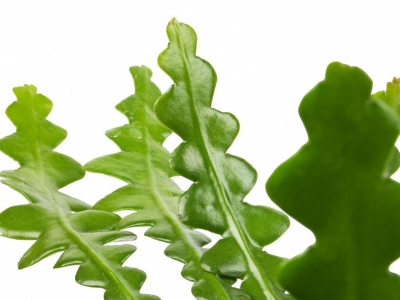 Comment entretenir un Cactus Zigzag ?