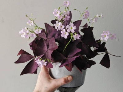 Comment entretenir une Oxalis Triangularis ?