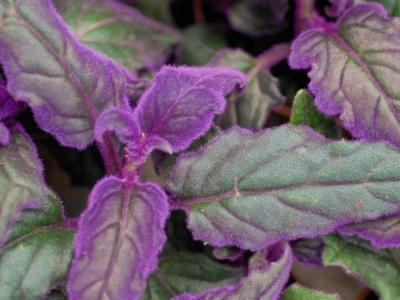Comment entretenir un Gynura Aurantiaca ? 