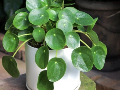 Comment entretenir un pilea ?