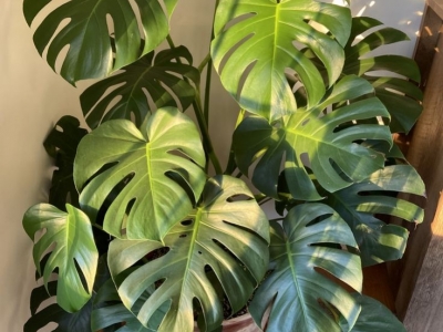 Comment entretenir une Monstera Deliciosa ?