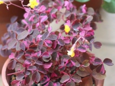 Comment entretenir une Oxalis Plum crazy  ? 