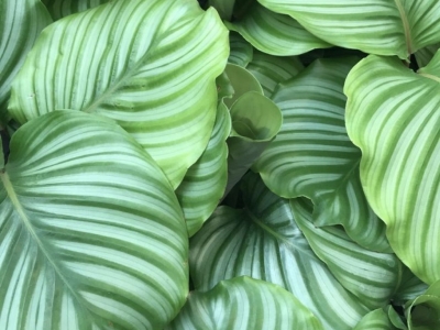 Comment et pourquoi nettoyer le feuillage de vos plantes d’intérieur ?