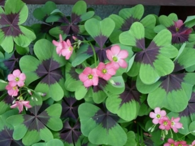 Comment entretenir une Oxalis Deppei ? 