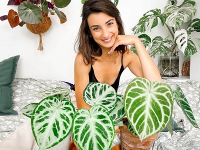 Comment entretenir un Anthurium Silver Blush ? 