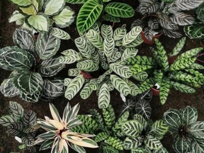 Comment entretenir les Calathea ? 