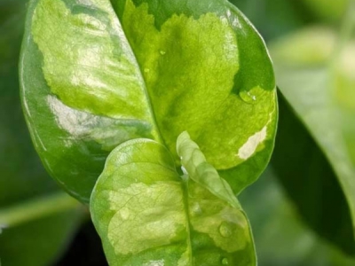 Comment entretenir un Epipremnum global green 