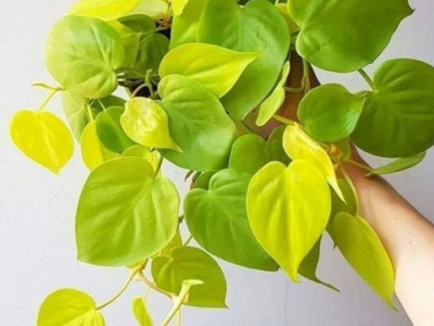Comment entretenir un Epipremnum Neon : Guide Complet 