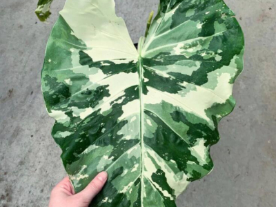 Comment entretenir une Alocasia ? Guide complet 