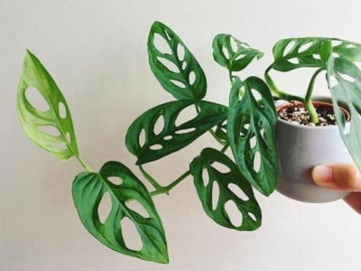 Comment entretenir un Monstera Adansonii ? Guide complet 