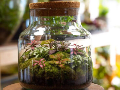 Comment entretenir une Fittonia ?