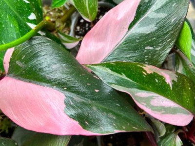 Comment entretenir un Philodendron ? Guide complet