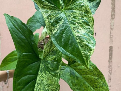 Comment entretenir un Syngonium ? Guide complet 