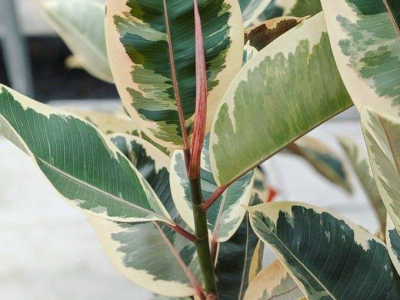 Comment entretenir un Ficus : Guide Complet