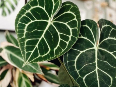 Comment entretenir les Anthurium ? 
