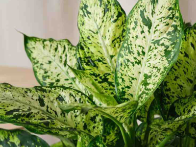 Comment entretenir un Dieffenbachia ? Guide complet 