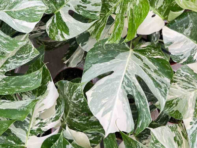 Guide complet sur l'entretien des Monstera