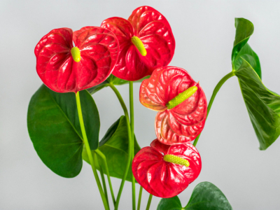 Anthurium : Variétés, entretien et conseils pour une floraison spectaculaire