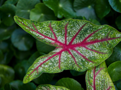 Caladium : Comment bien le cultiver et l’entretenir en intérieur et en extérieur