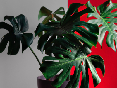 Top 10 des plantes vertes à grandes feuilles pour un intérieur éblouissant