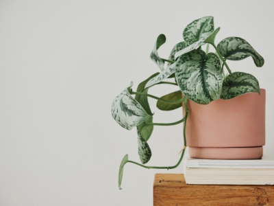 Scindapsus : conseils d’entretien faciles pour une plante d’intérieur resplendis