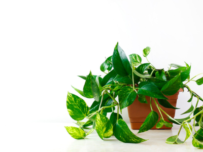 Epipremnum aureum : guide d’entretien complet pour une plante luxuriante