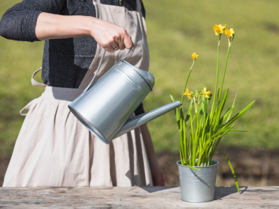 Guide complet : Arrosage des plantes en été