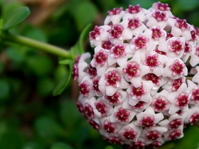 Comment entretenir un Hoya ?