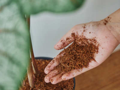 Terreau vs Substrat : Quel choix pour vos plantes ?