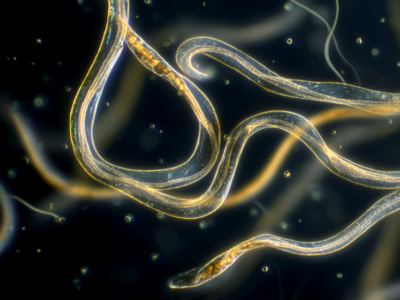 Quels sont les avantages des nématodes dans la lutte biologique ?