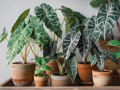 Comment arroser un alocasia ?