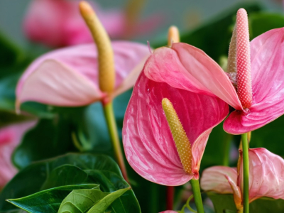 Comment faire refleurir un anthurium ?