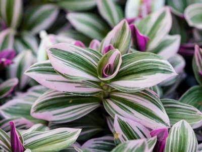 Comment entretenir une Tradescantia Nanouk ?