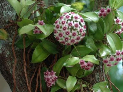 Où trouver la plante hoya ?
