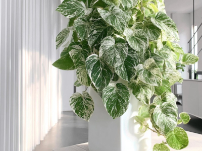 Guide complet pour cultiver et entretenir l’Epipremnum Marble Queen