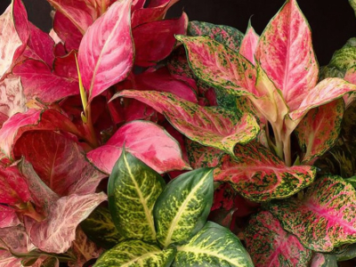 L’Aglaonema, un souffle tropical pour sublimer votre intérieur