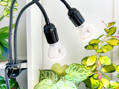 Pourquoi utiliser une lampe horticole pour ses plantes d’intérieur ?