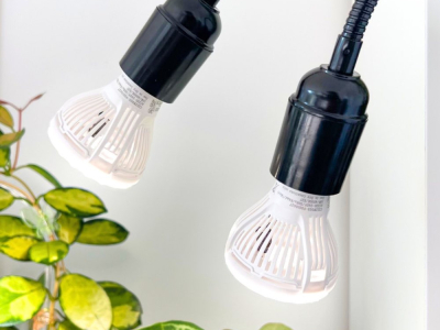 Éclairage LED pour plantes : comment choisir et utiliser la lampe idéale ?