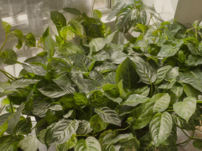 Guide d'entretien du pothos : arrosage, taille, rempotage et soins