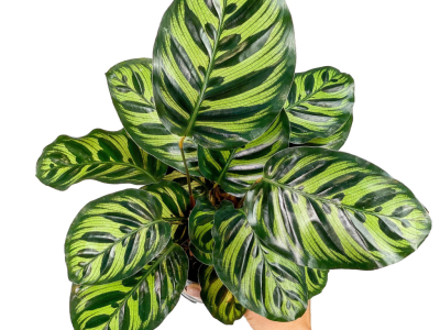 Calathea Makoyana : guide d'entretien complet pour des feuilles spectaculaires