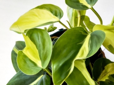 Comment entretenir un Philodendron Brasil ?