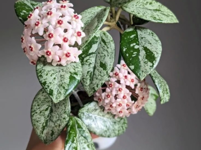 Hoya : tout savoir sur les plantes à fleurs cireuses (variétés et entretien)