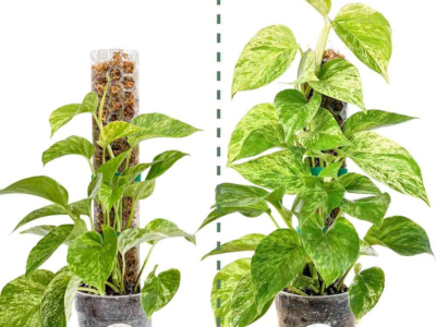 Tuteur pour plantes grimpantes : comment et quand tuteurer ?