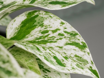 Comment entretenir un Photos marble queen ? 