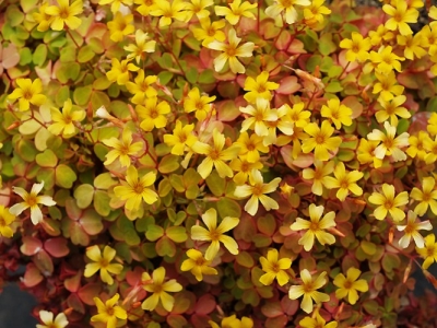 Comment entretenir l'Oxalis vulcanicola 'Sunset velvet' ? 